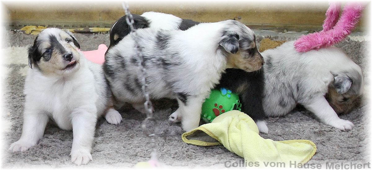 Collie Welpen vom Hause Melchert