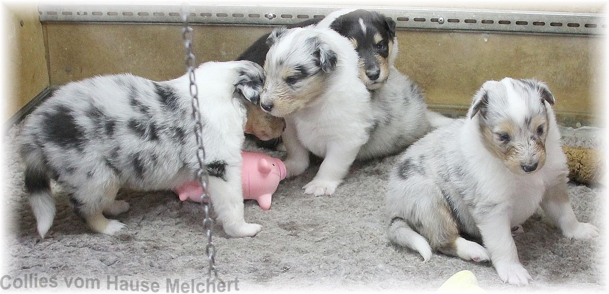 Collie Welpen vom Hause Melchert