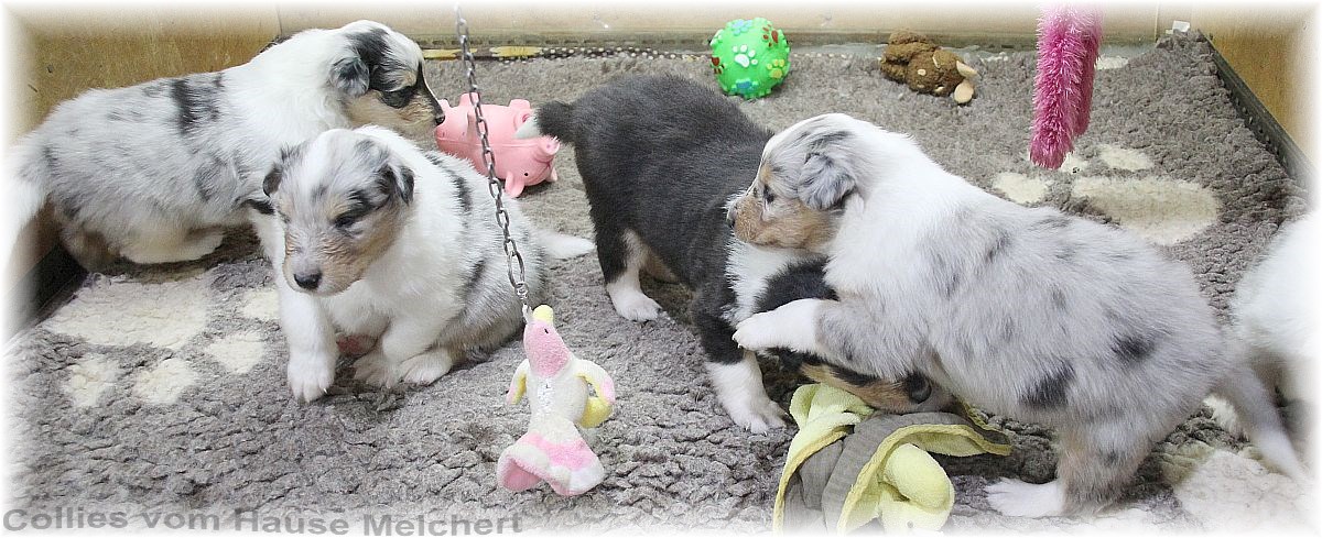 Collie Welpen vom Hause Melchert