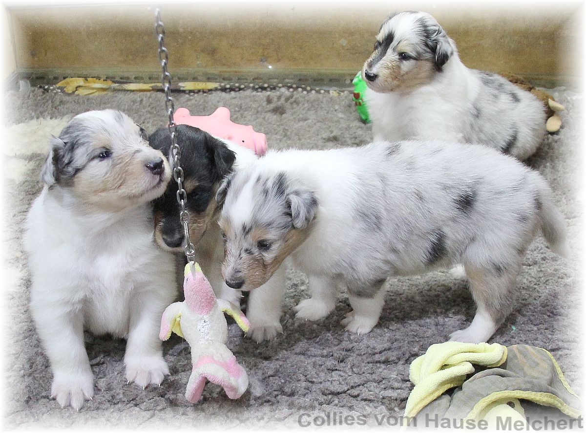 Colliewelpen