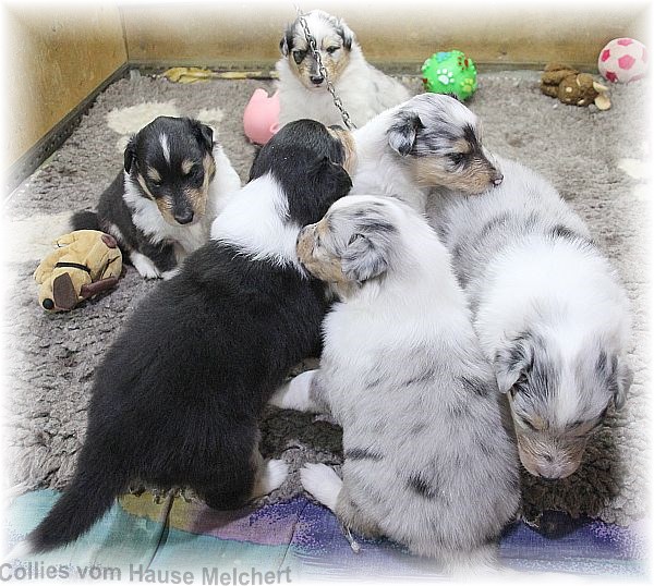 Collie Welpen vom Hause Melchert