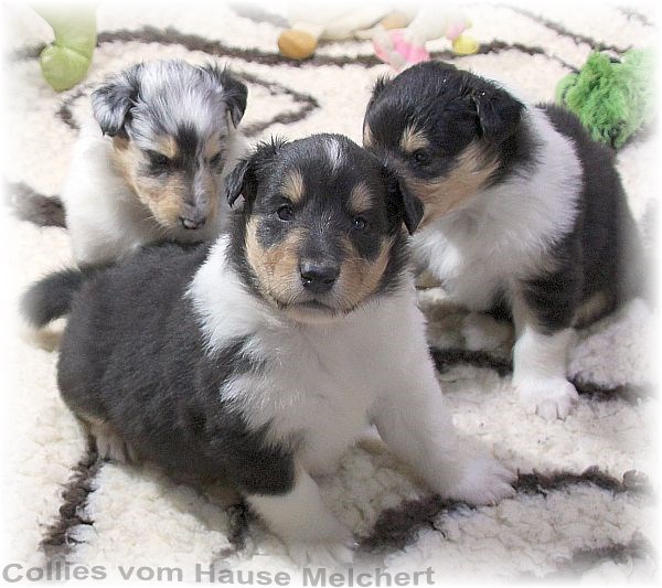 Aktuell Collie Welpen zu verkaufen