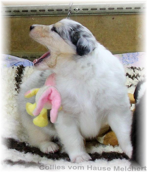 Aktuell Collie Welpen zu verkaufen