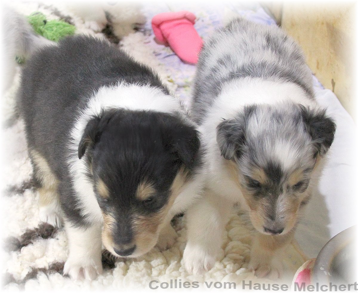 Aktuell Collie Welpen zu verkaufen