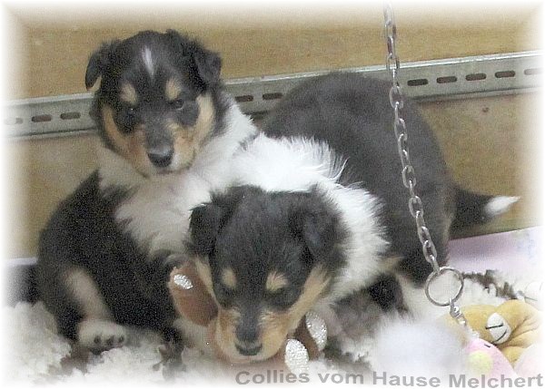 Aktuell Collie Welpen zu verkaufen