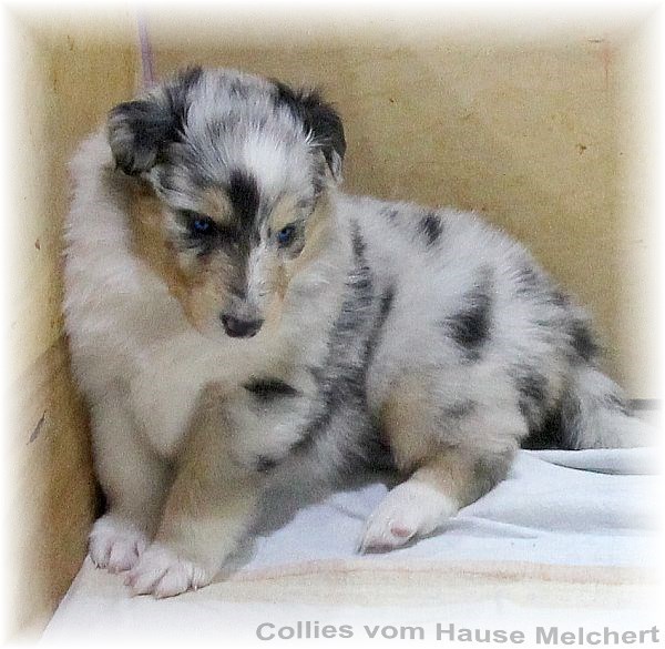 Aktuell Collie Welpen zu verkaufen