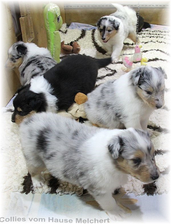 Aktuell Collie Welpen zu verkaufen