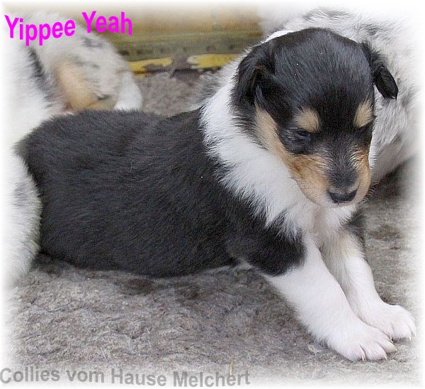Amerikanische Collie Welpen
