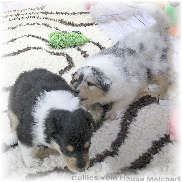 Aktuell Collie Welpen zu verkaufen
