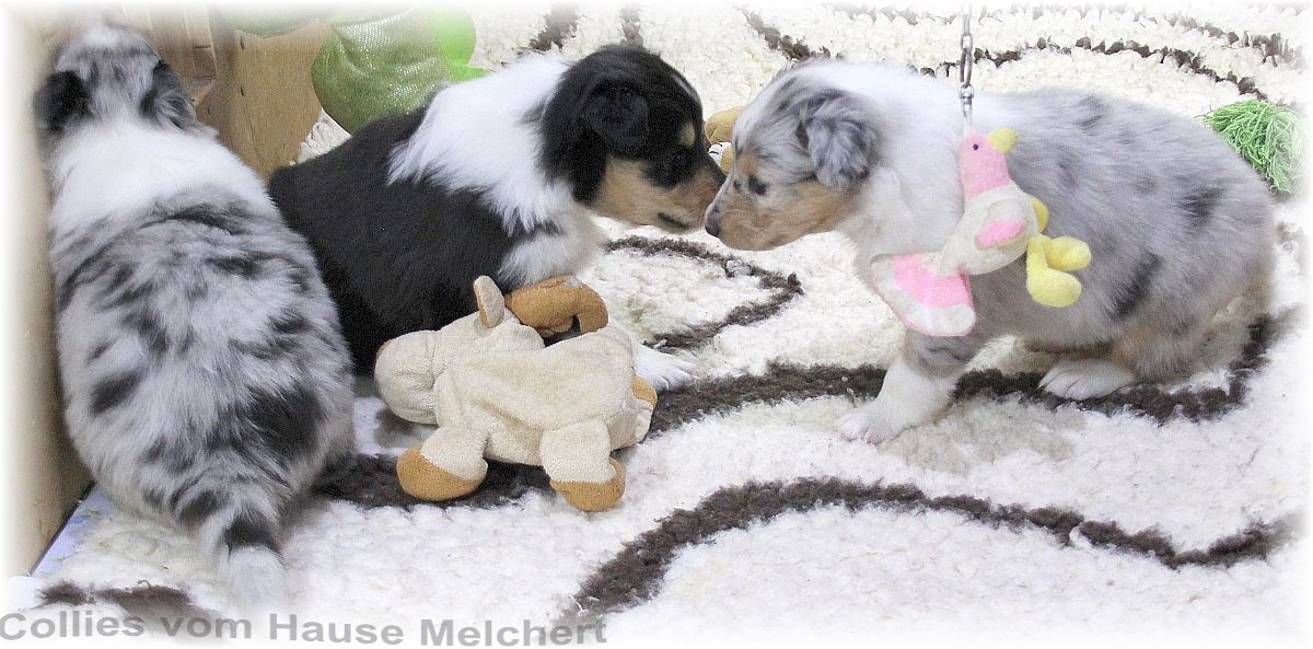 Aktuell Collie Welpen zu verkaufen