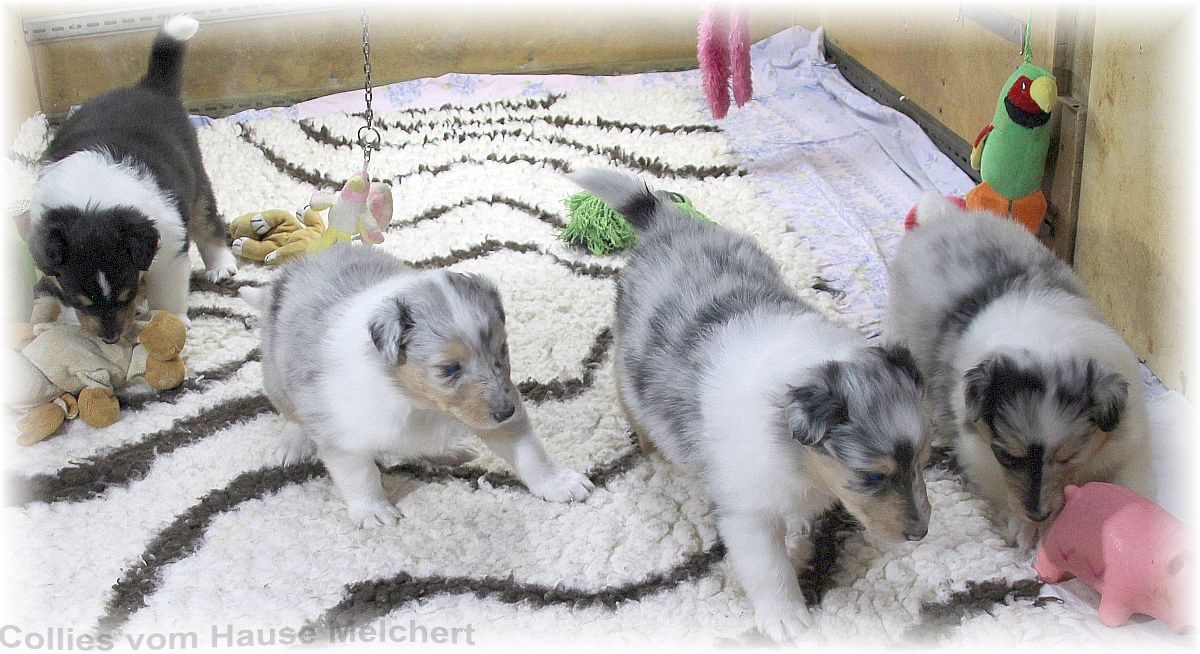 Aktuell Collie Welpen zu verkaufen