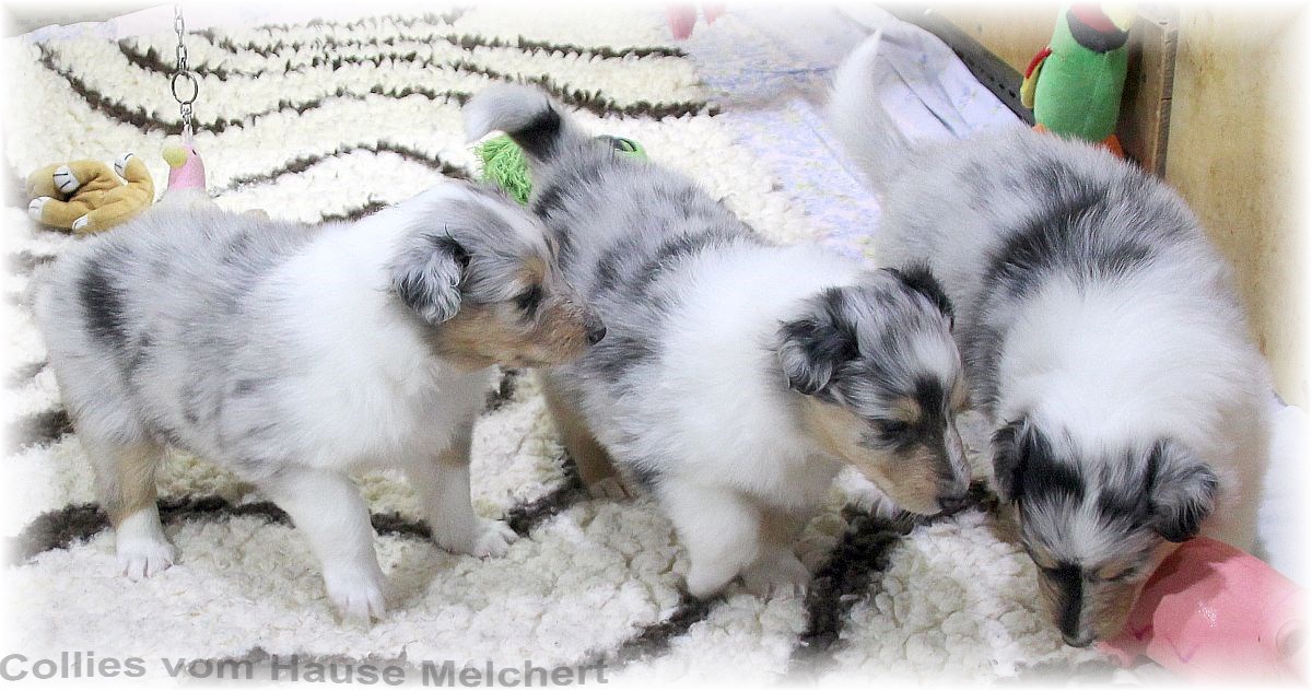 Aktuell Collie Welpen zu verkaufen