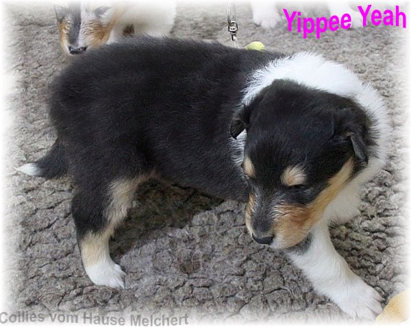 Amerikanische Collie Welpen