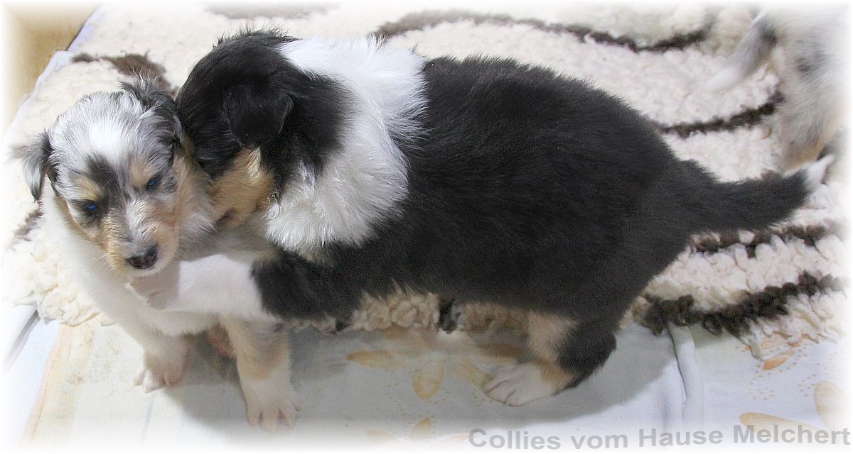 Collie Welpen