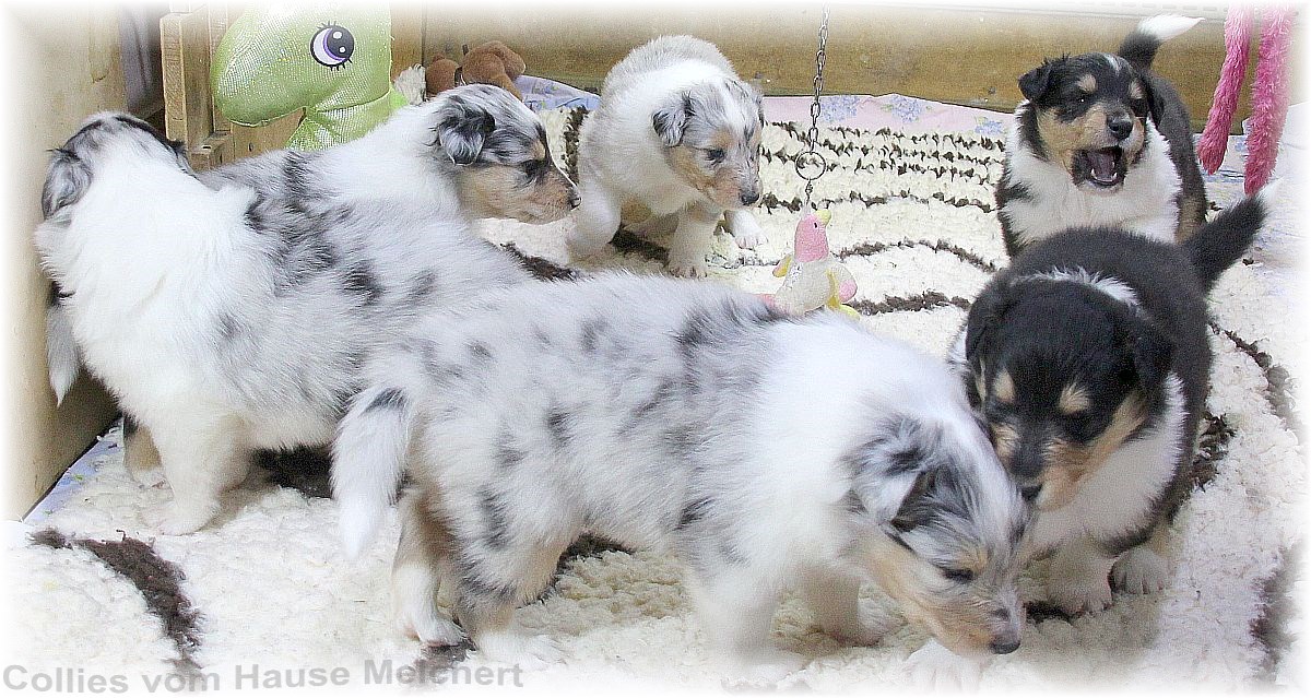 Collie Welpen