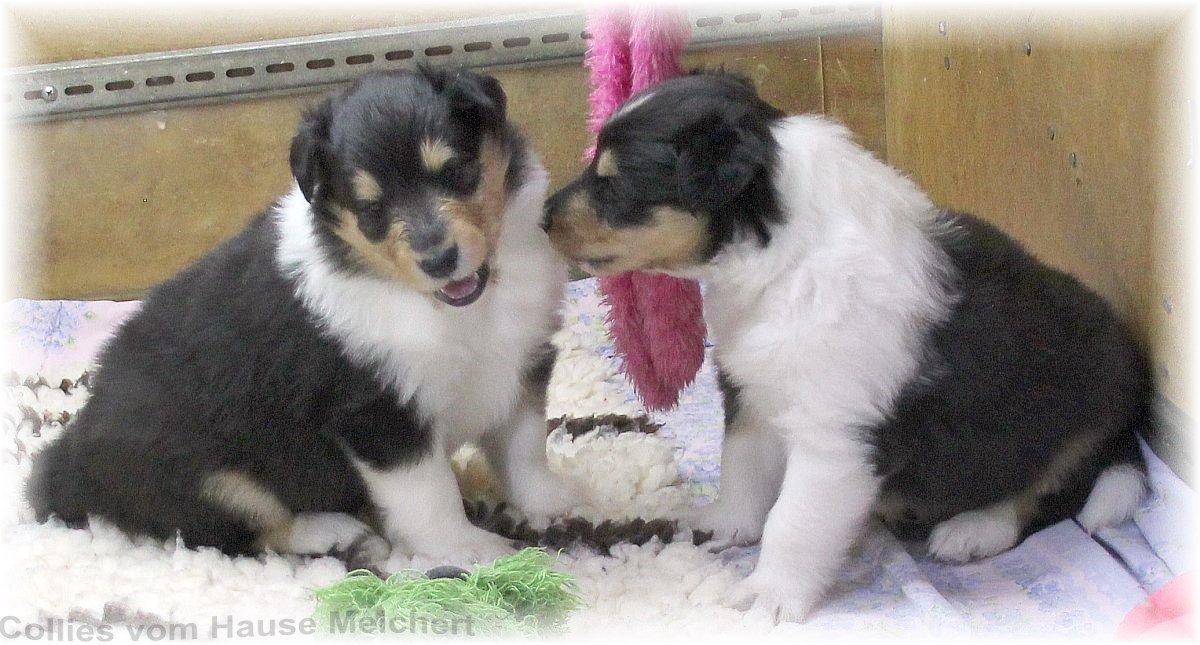 Collie Welpen