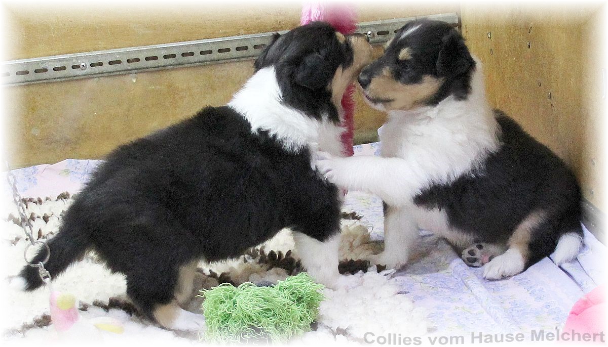 Collie Welpen