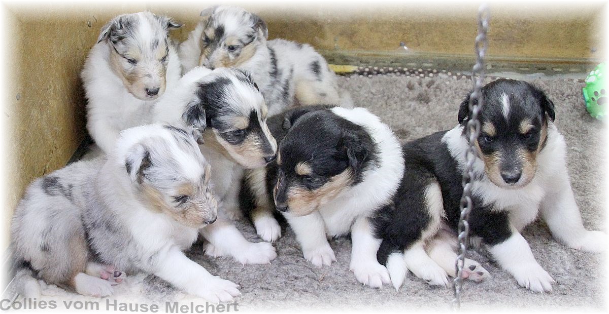 Collie Welpen vom Hause Melchert