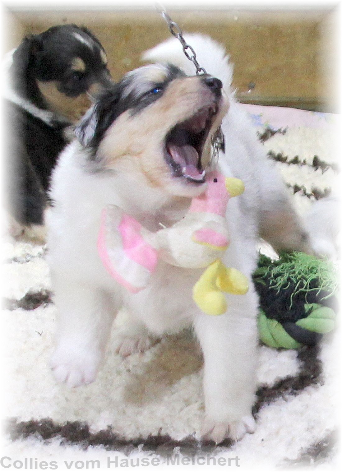 Collie Welpen vom Hause Melchert