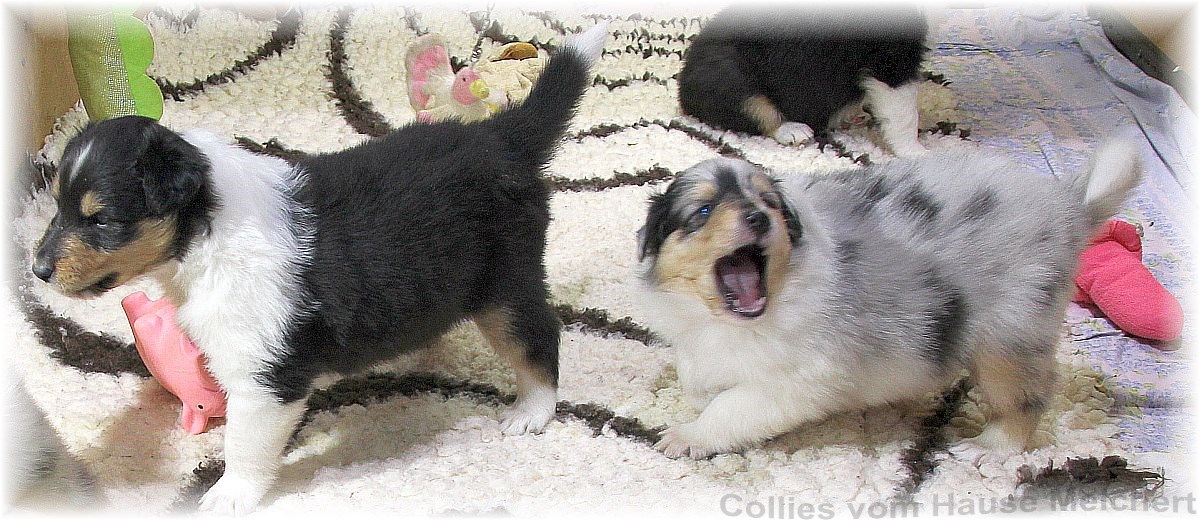 Aktuell Collie Welpen zu verkaufen