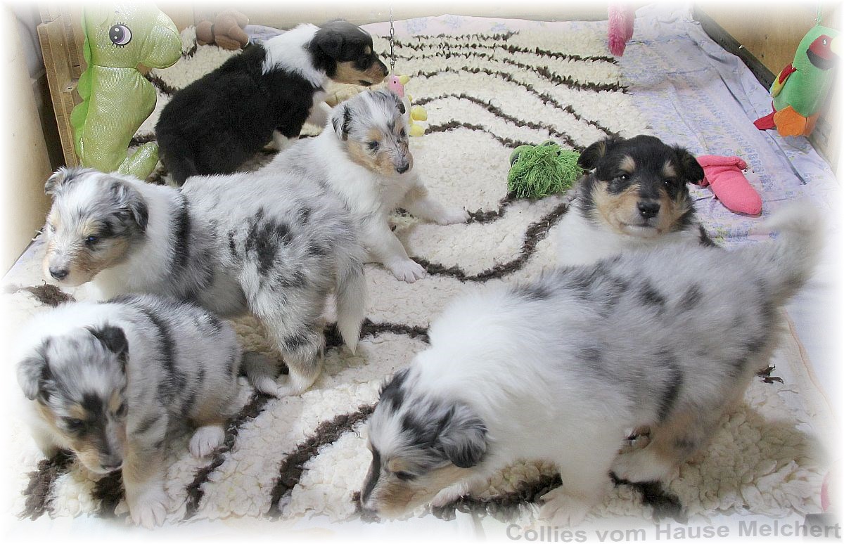 Aktuell Collie Welpen zu verkaufen