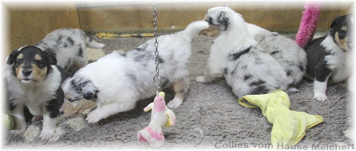 Collie Welpen