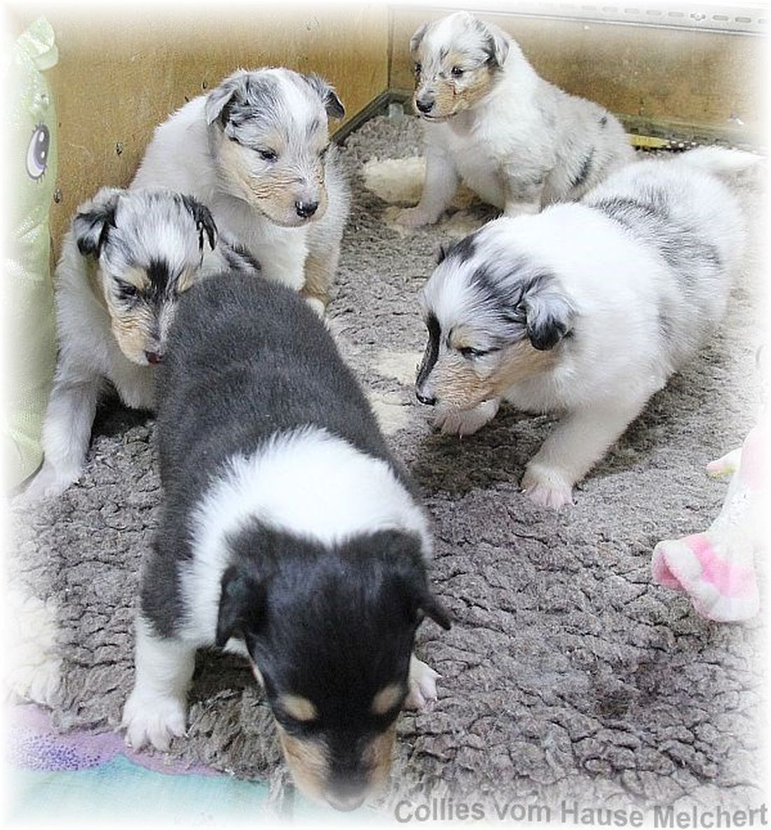 Amerikanische Collie Welpen