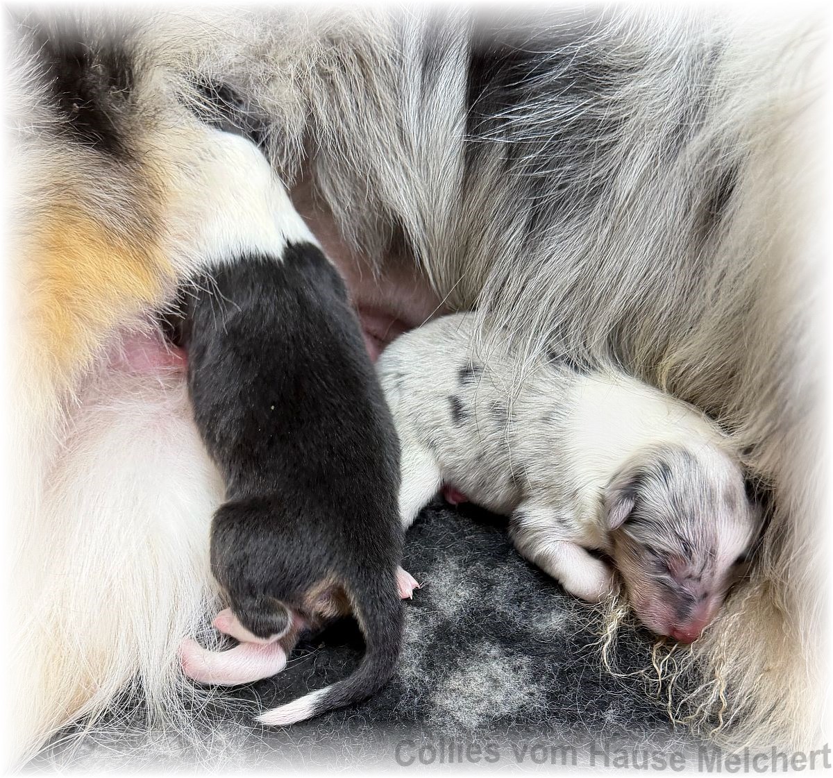 Collies Amerikanisch