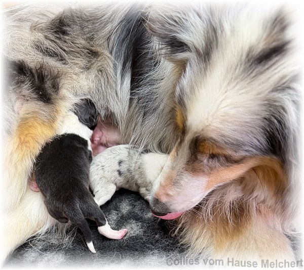 Collie Welpen