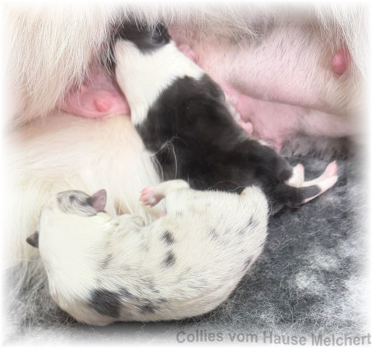 Collies vom Hause Melchert