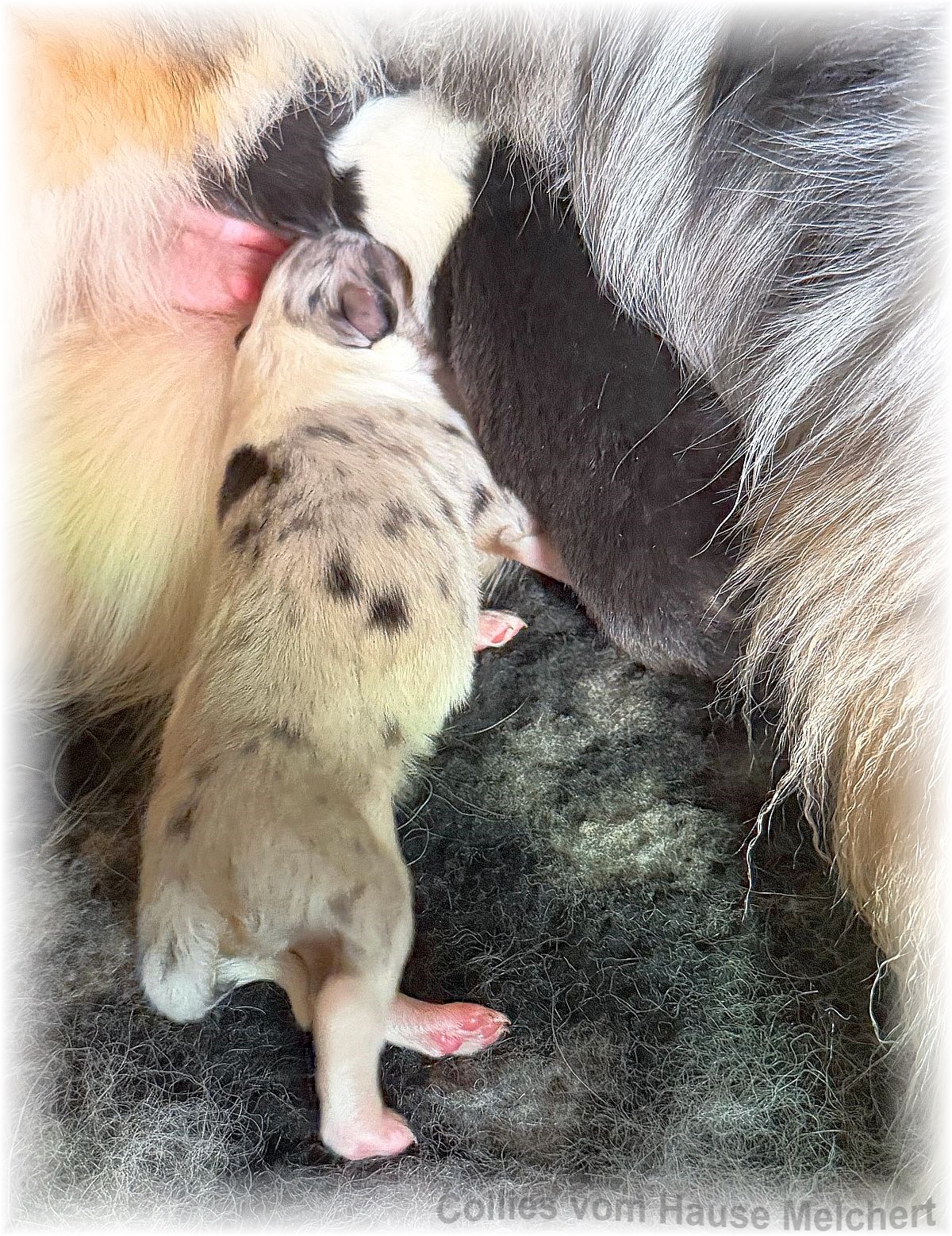 Amerikanische Collies vom Hause Melchert