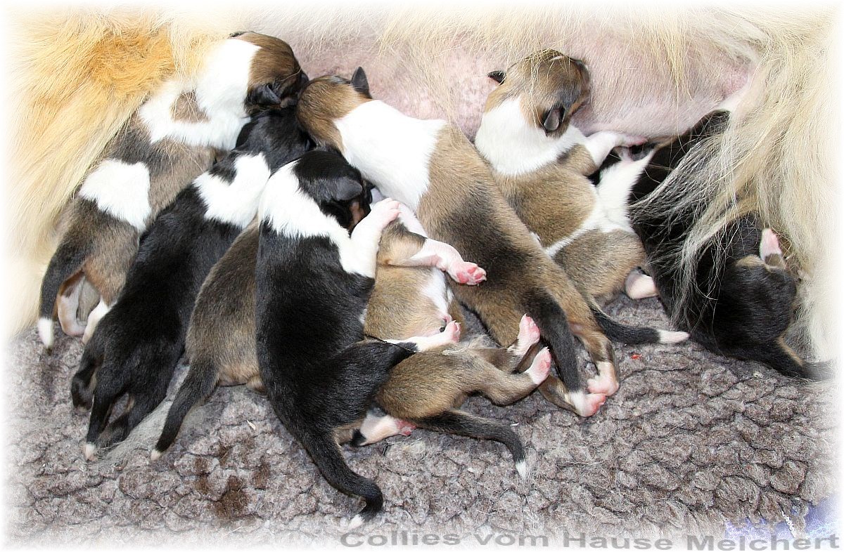 Melchert Collies