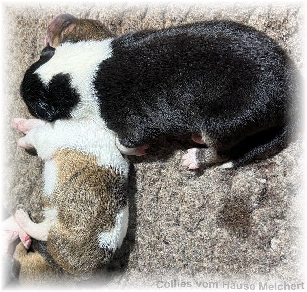 Amaerikanische Collie Welpen