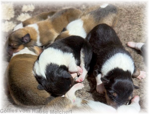 Amaerikanische Collie Welpen