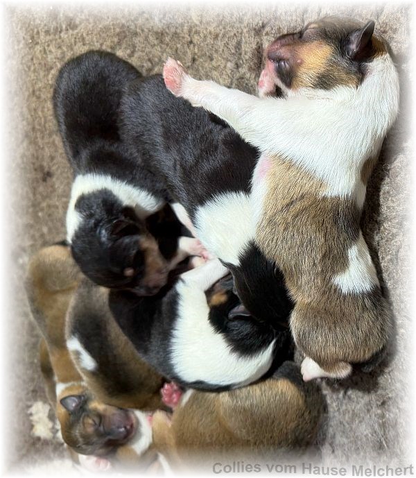 Amaerikanische Collie Welpen