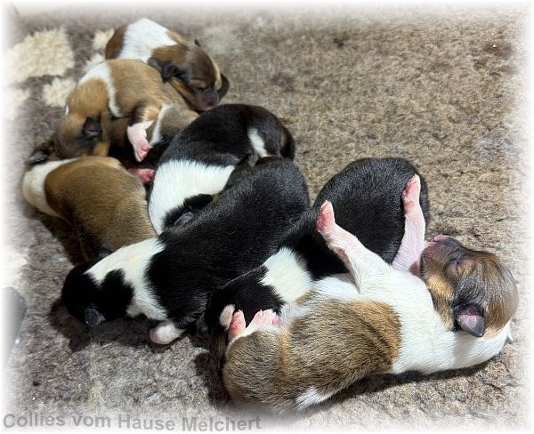 Amaerikanische Collie Welpen