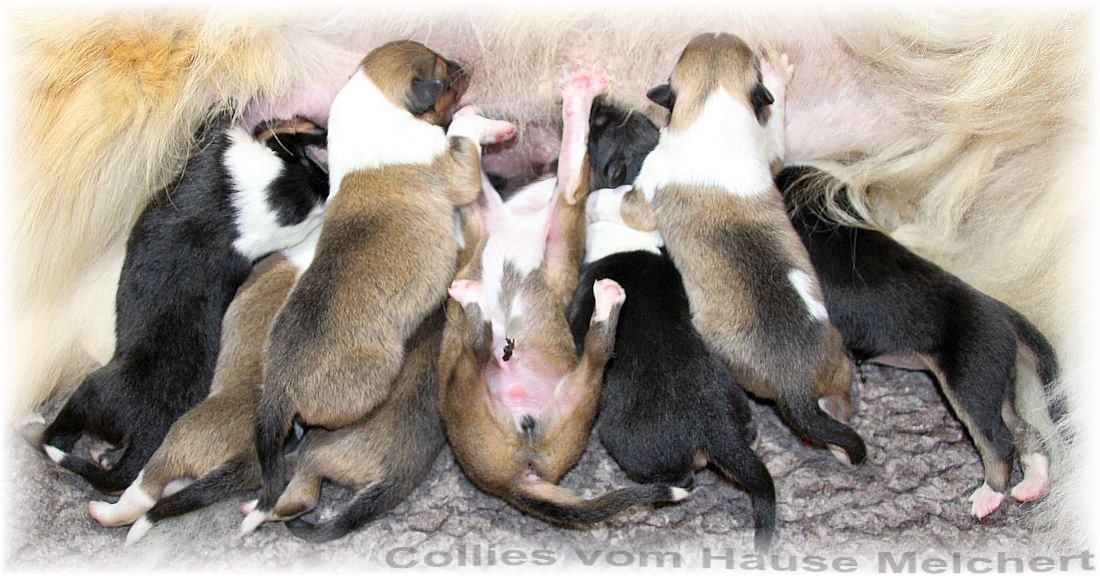 Collie Welpen