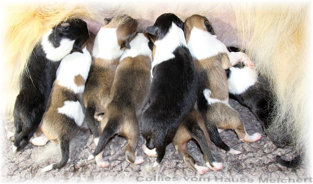 Collie Welpen
