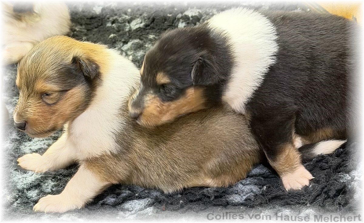 Collies vom Hause Melchert