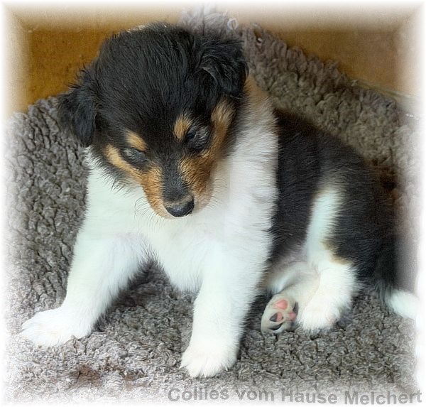 Amerikanische Collies vom Hause Melchert
