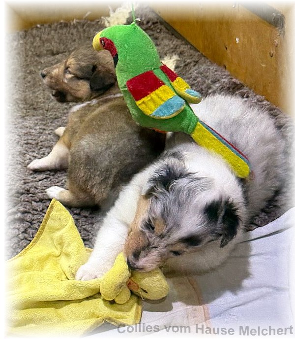Amerikanische Collies vom Hause Melchert