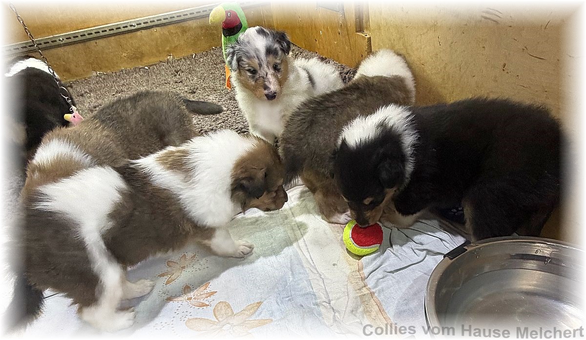 Amerikanische Collies vom Hause Melchert