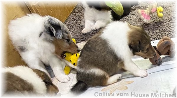 Amerikanische Collies vom Hause Melchert