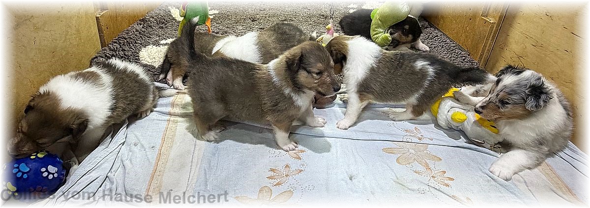 Amerikanische Collies vom Hause Melchert