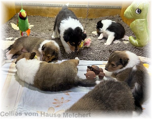 Amerikanische Collies vom Hause Melchert
