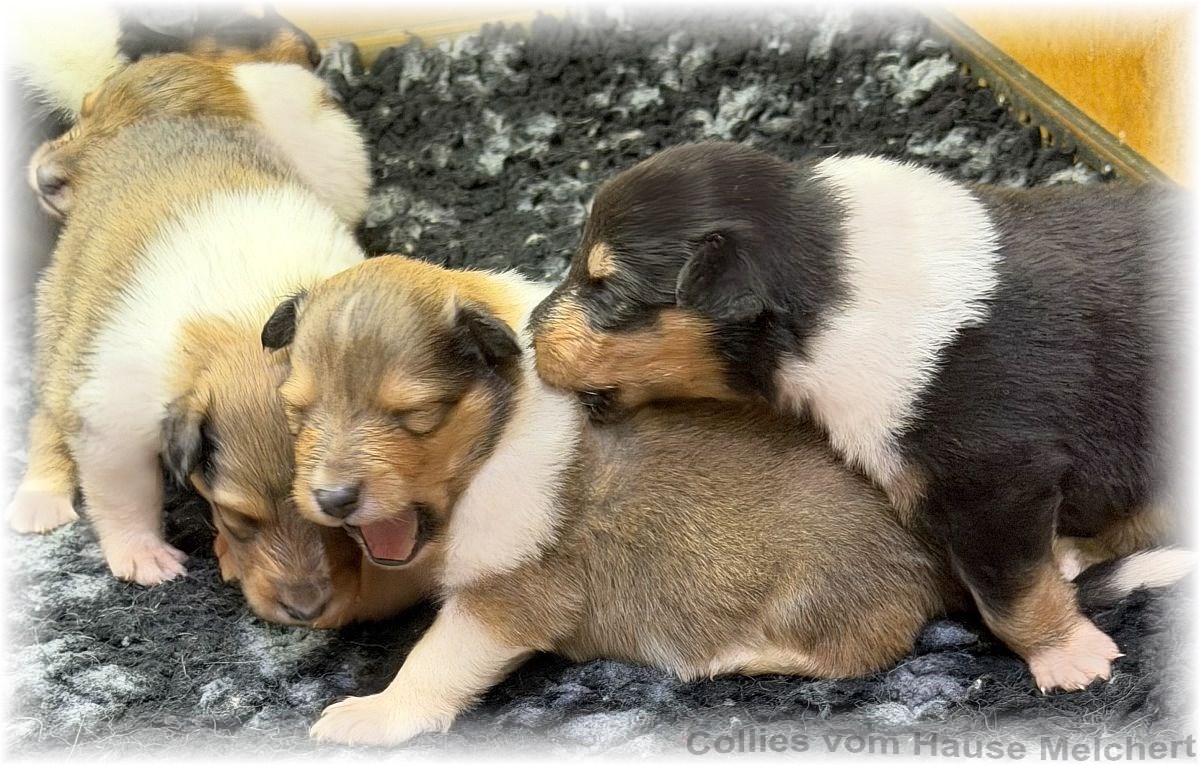 Collies vom Hause Melchert