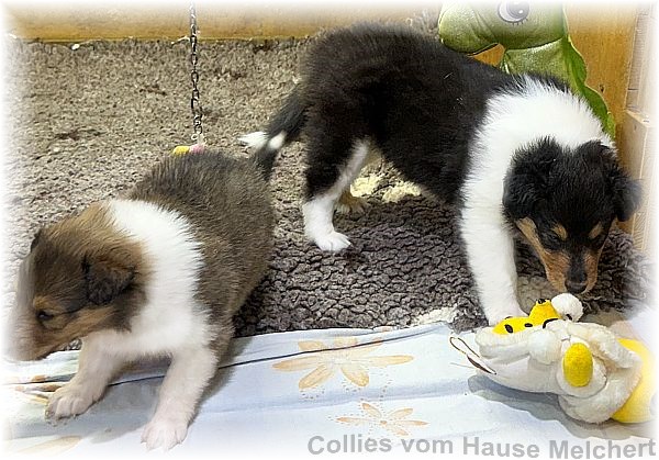 Amerikanische Collies vom Hause Melchert