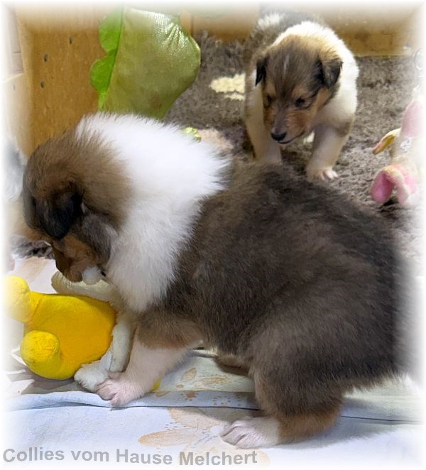 Amerikanische Collies vom Hause Melchert