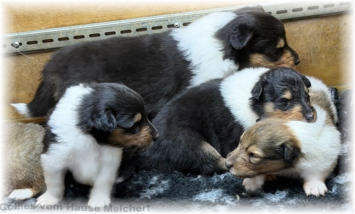 Collies vom Hause Melchert