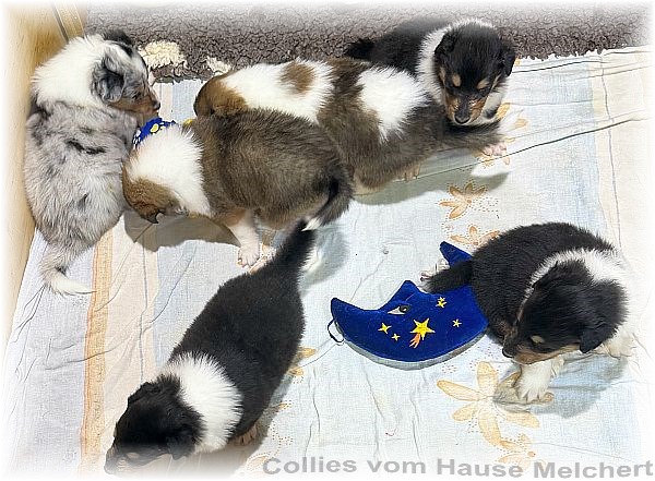 Amerikanische Collies vom Hause Melchert